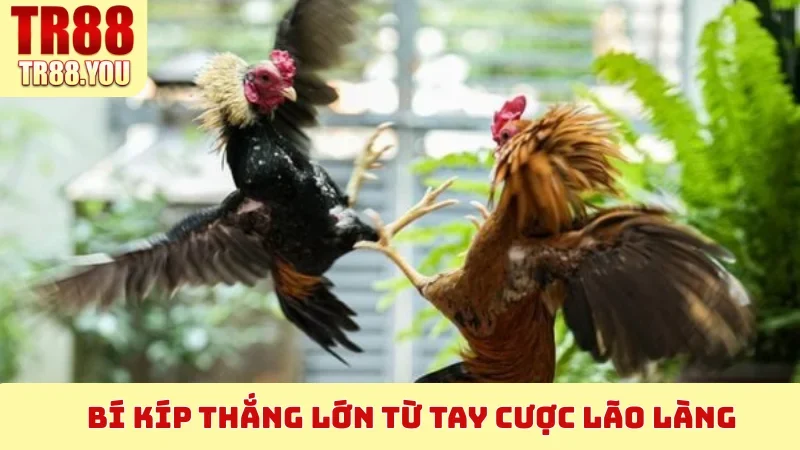 Bí kíp thắng lớn từ tay cược lão làng