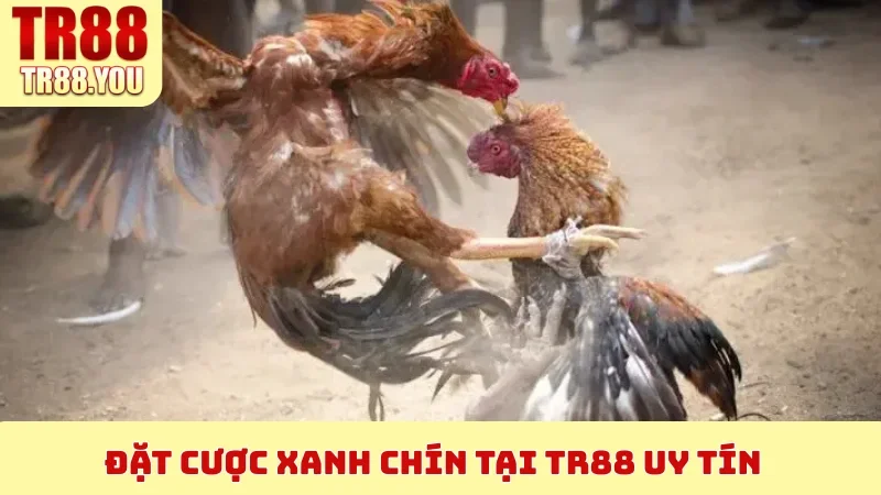 Đặt cược xanh chín tại TR88 uy tín